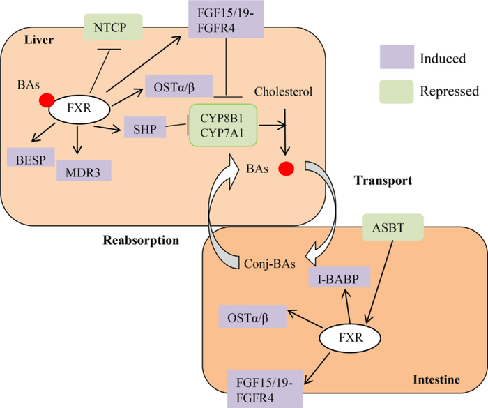 图1. FXR在胆汁酸肠肝循环中的作用机制