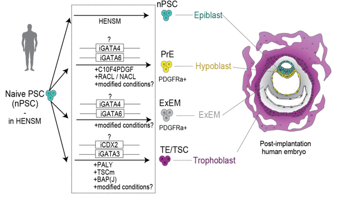 图1.：人类幼稚态PSC发展出体外的胚胎细胞谱系。来源：biorxiv.org