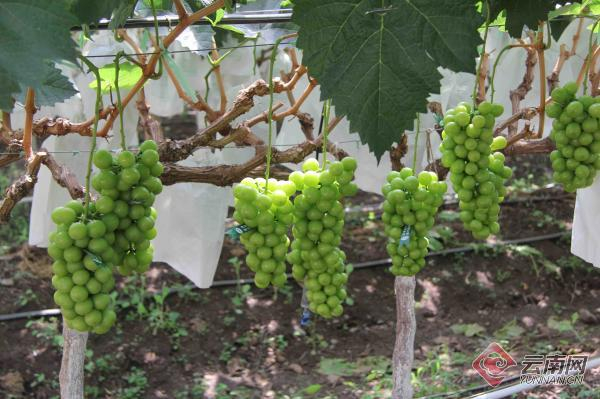 菜甸村二期合作农场种植的“阳光玫瑰” 王琳 摄