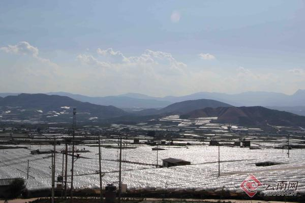 大面积种植的葡萄 王琳 摄