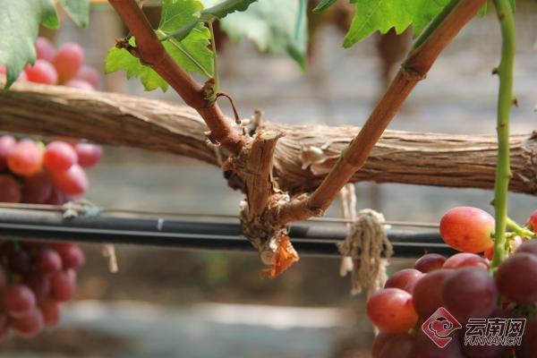 “中国玫瑰红”嫁接的地方 王琳 摄