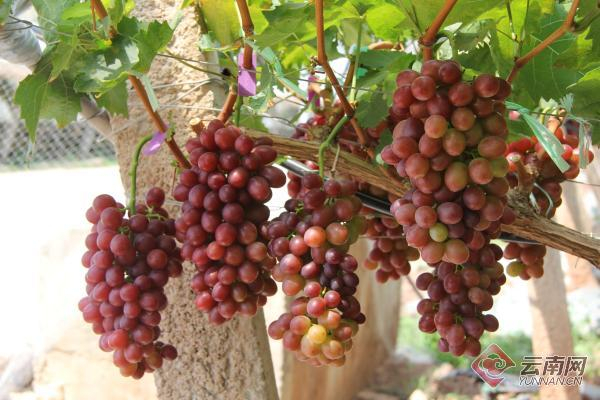 葡萄产业按照规模化、标准化、品牌化、信息化管理 王琳 摄