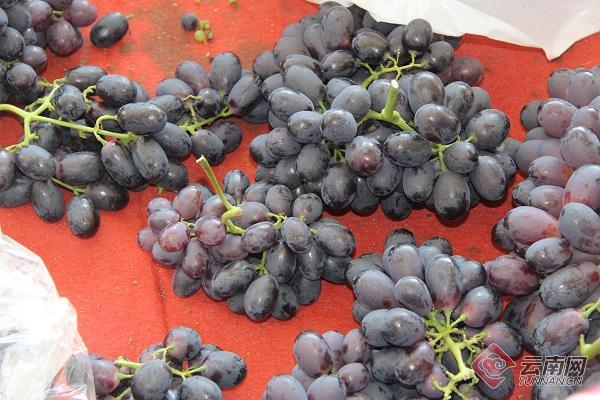 “紫翠无核”葡萄 王琳 摄