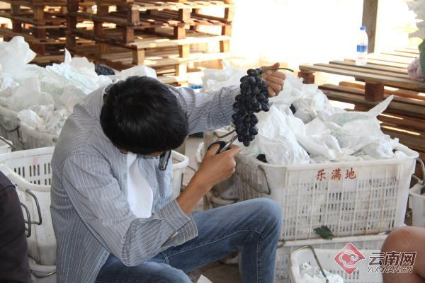 村民在小心地剪 王琳 摄