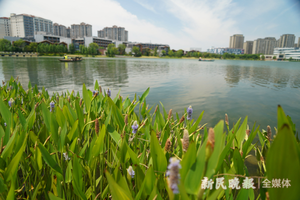 图说：近岸的挺水植物是再力花