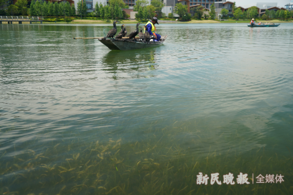 图说：水面下种植了矮苦草