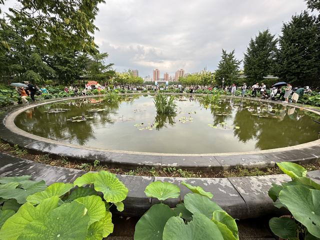 莲花池公园东门，巨大的圆形荷花池吸引众多游客拍照打卡。新京报记者 王巍 摄