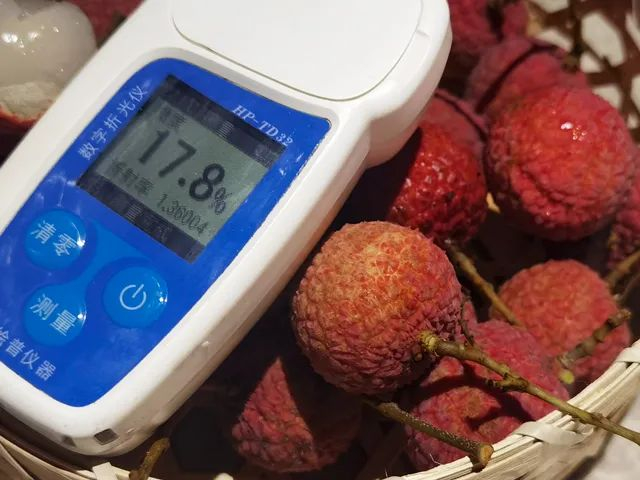 果农随机测试黑叶荔枝的甜度