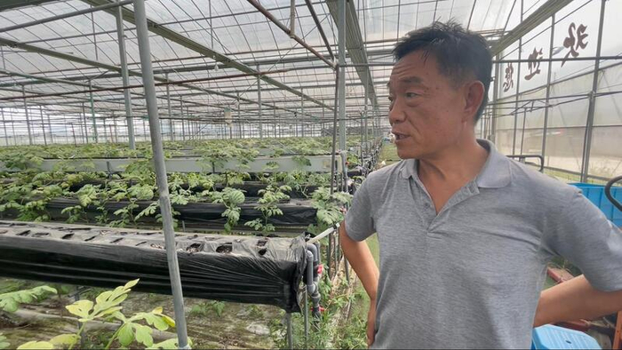 王东鸣在大棚内。朱雅文 摄