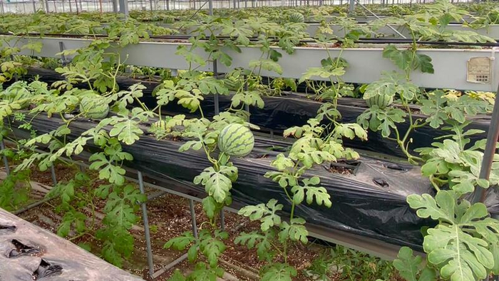 西瓜藤相互交错，附藤向下挂。朱雅文 摄