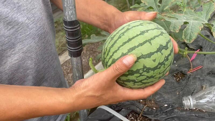 “嘉定双鲜”个头适中，适合立架种。朱雅文摄