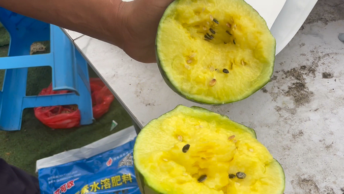 “黄小鲜”皮薄肉脆。朱雅文 摄