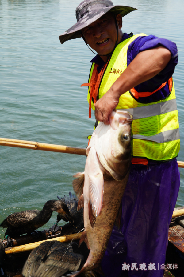 图说：老李展示今天捕捞的大鱼 新民晚报记者 郜阳 摄（除署名外下同）