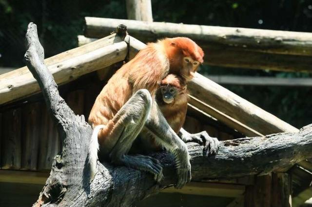 依偎在妈妈怀里的长鼻猴幼崽。受访者供图