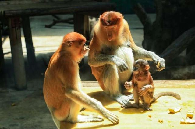 长鼻猴家族新生幼崽“五一”亮相。受访者供图