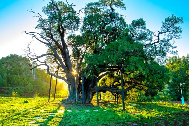密云区“九搂十八杈”。密云区园林绿化局供图