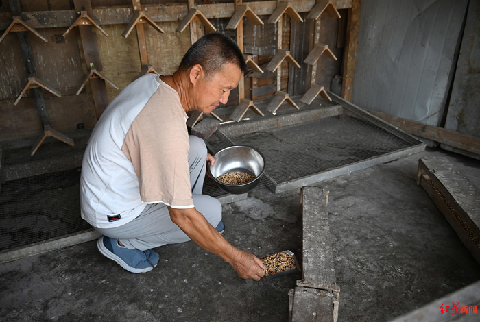 ▲李荣光正在给信鸽补充食物