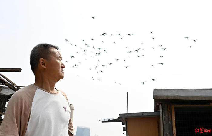 ▲李荣光喂养的信鸽在家附近天空盘旋