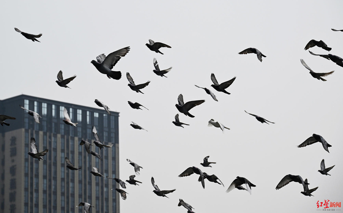 ▲李荣光喂养的信鸽在家附近天空盘旋