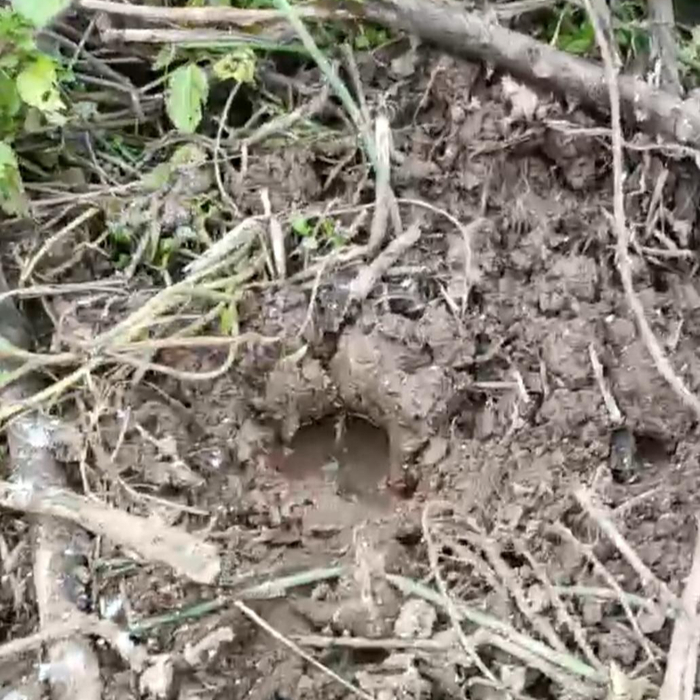 ↑野猪蹄印 视频截图 