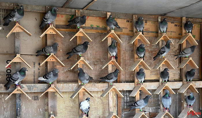 ▲李荣光饲养的信鸽