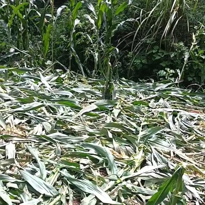 ↑被野猪“光顾”后的玉米地 视频截图