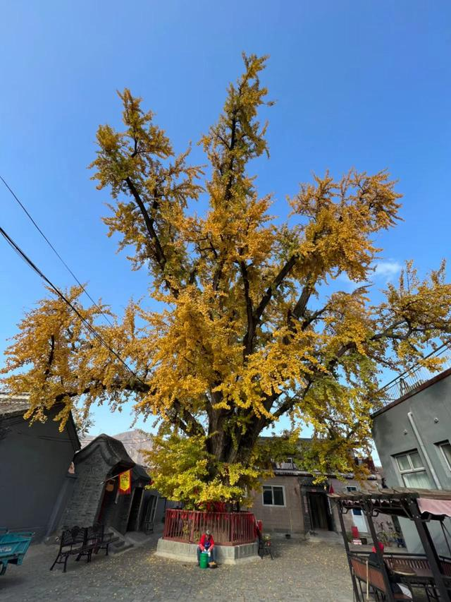 每到秋季，昌平区十三陵镇康陵村的银杏树满树金黄，十分漂亮。张宇供图