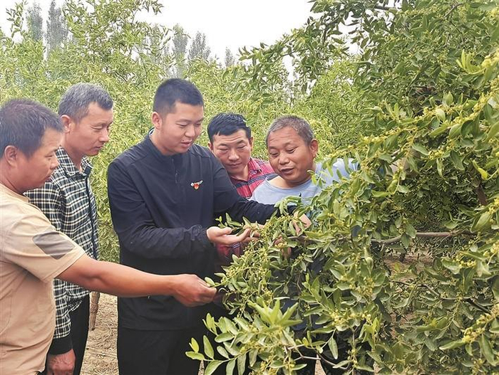     6月26日，周磊（中）在枣园里给职工讲解花期水肥管理技术。刘英俊  摄