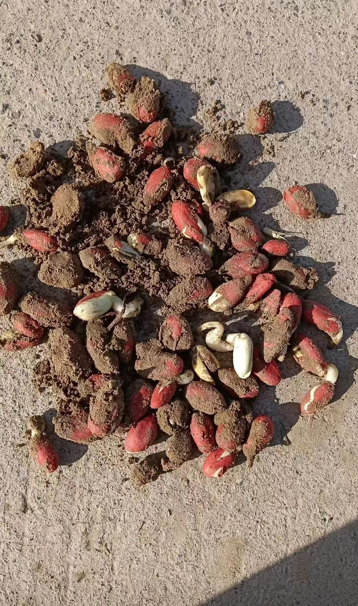 经销商推荐用小麦款拌种剂拌花生后不出苗,官方:责成经销商补偿|小麦|