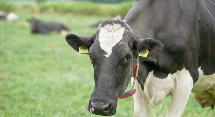 荷斯坦功勋母亲牛