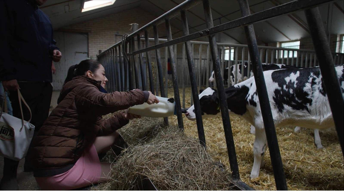 吉娜在海普诺凯1897牧场喂小牛喝奶