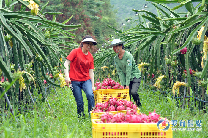 果农搬运火龙果
