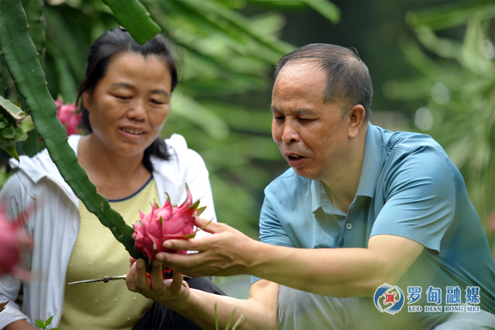 农技人员指导果农进行火龙果采摘