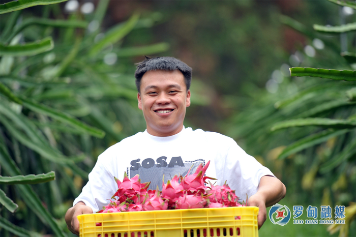 果农采收首批火龙果