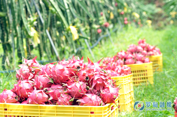 刚采收的首批火龙果