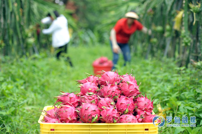 果农采收首批火龙果