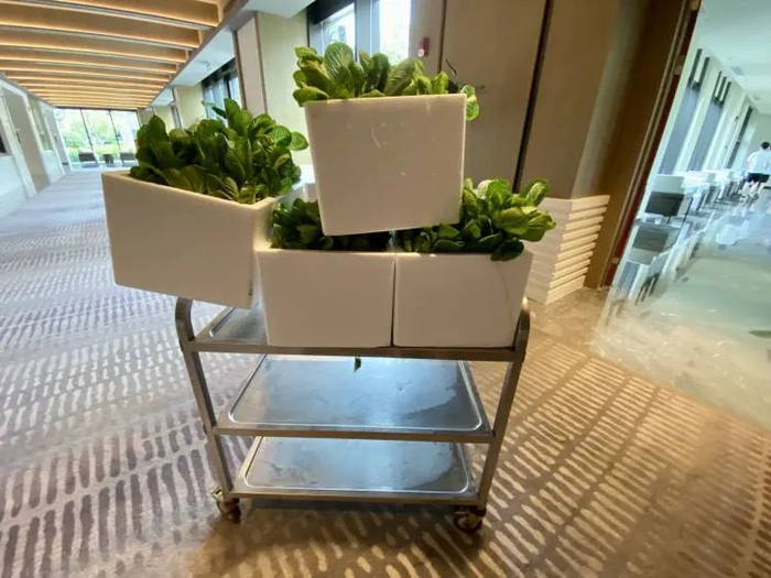 植物工厂种植的生菜，送到了崇明岛的酒店餐饮部/品玩摄