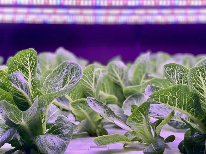 　　植物工厂里面的三色光照/品玩摄