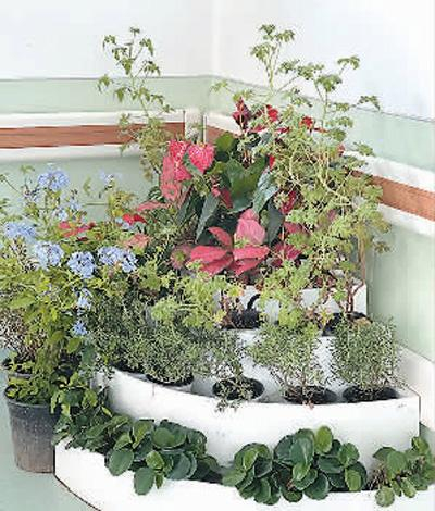 图为北京佑安医院病房一角，布置了很多香味扑鼻的植物。