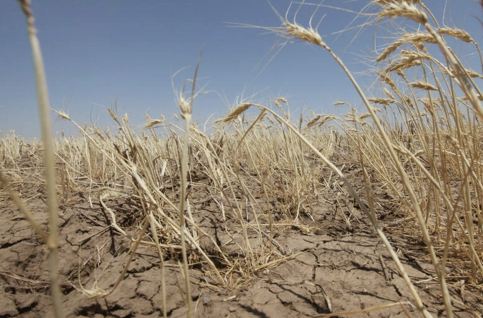 ↑研究表明，气候变化给全球粮食产量造成风险 