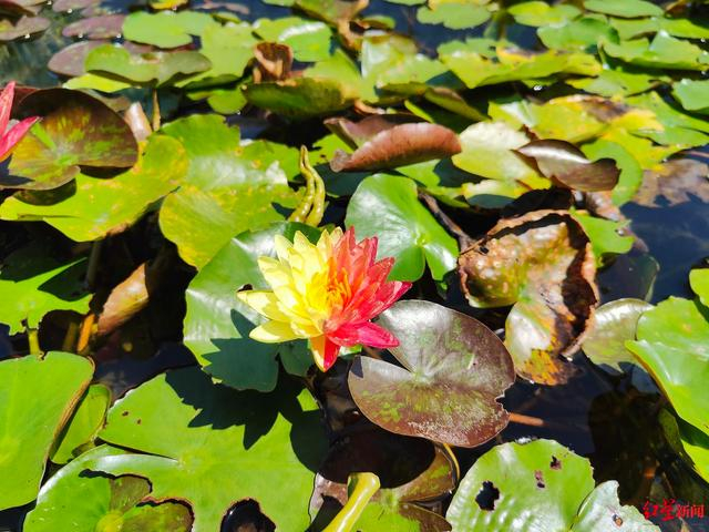 ▲桂溪生态公园的双色睡莲