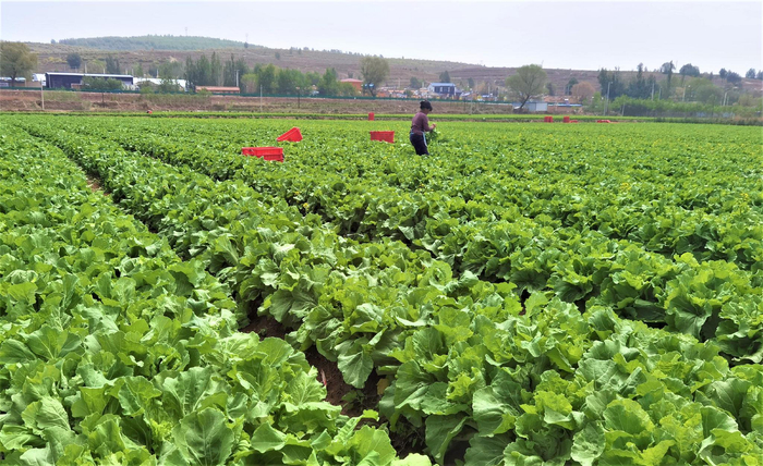 万崖露地蔬菜标准化种植基地。