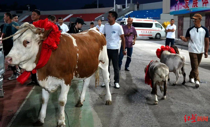 ↑夺冠后，阿热吾斯塘镇足球队得到了一头牛 刘春星 摄