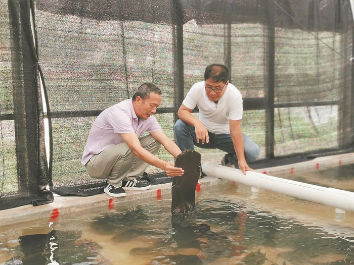     金振辉（左）和逄少军在育苗室观察种海带生长情况。受访单位供图
