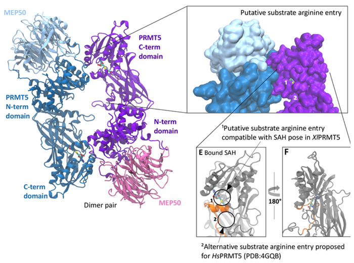 图1. PRMT5复合物结构