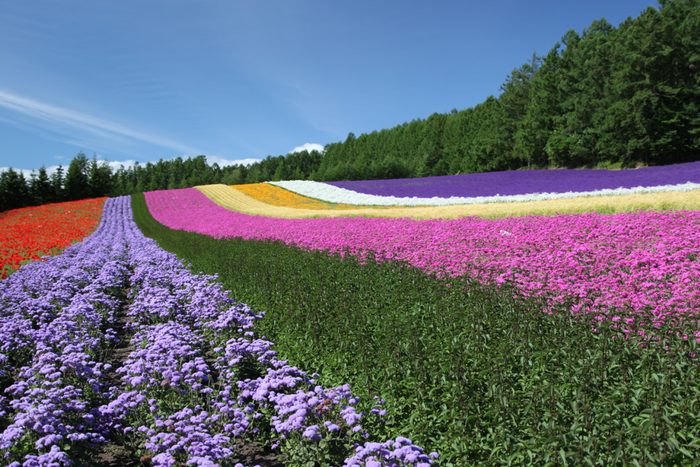 图源：©FARM TOMITA