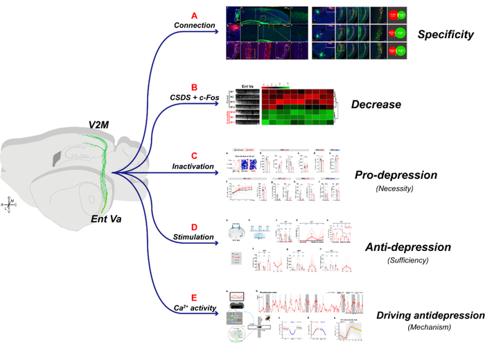 图1Ent→V2M通路对抑郁样表型的双向调控及相关机制