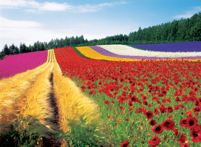 图源：©FARM TOMITA