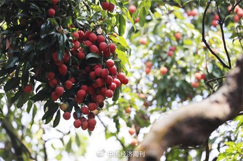 （红彤彤的荔枝缀满枝头 李剑锋|摄）