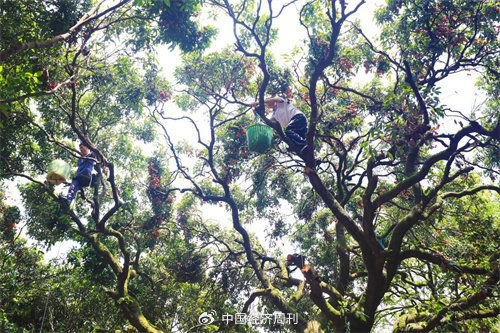 （果农在采摘百年老树荔枝 李剑锋|摄 ）